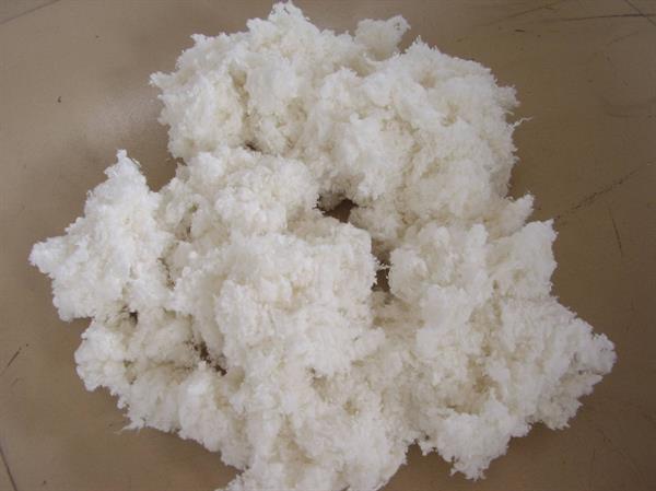 Cotton Fibre